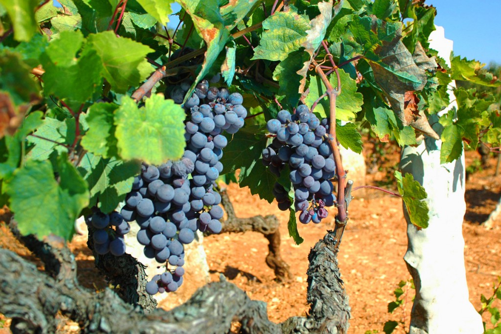 Vineyards in Istria